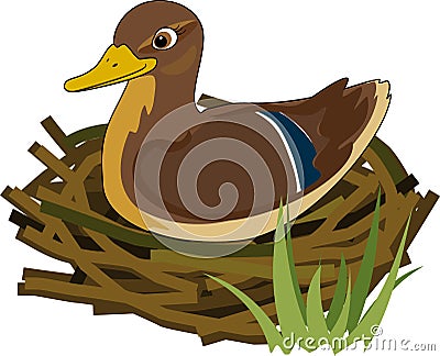 Mother wild duck mallard or Anas platyrhynchos sits in nest isolated on white Vector Illustration